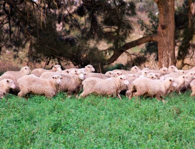 Goori Sheep