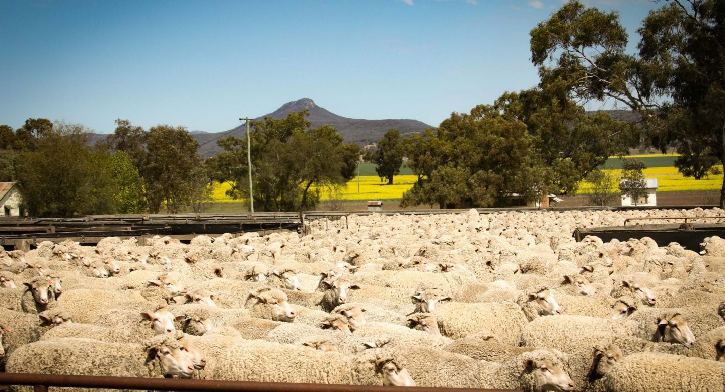 Goori sheep yard