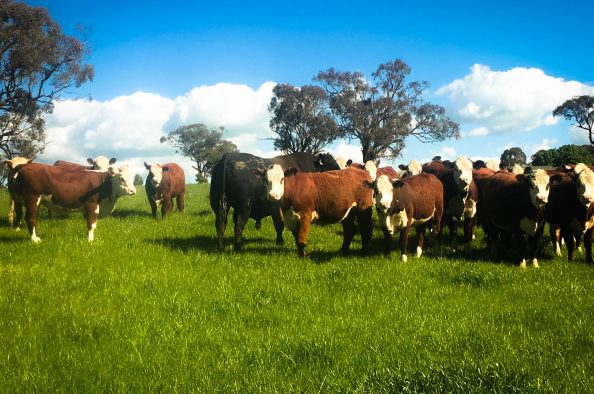 central tablelands cows stock