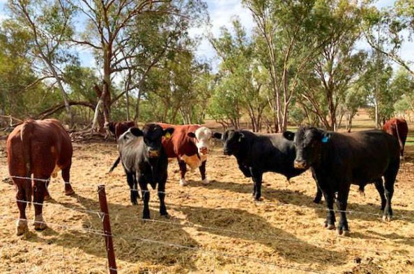 macada-rural-cattle