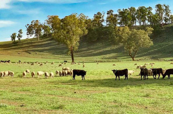 macada-rural-cattle-stock-grazing