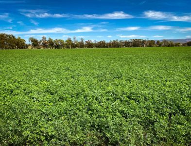macada-rural-green-crops-fields
