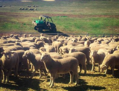macada-rural-sheep